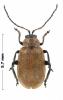 Lochmaea suturalis